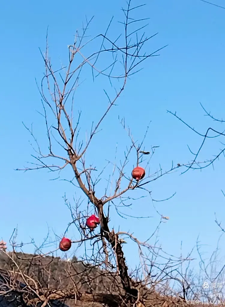 金牛山石榴园随拍